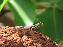 Tropidurus torquatus