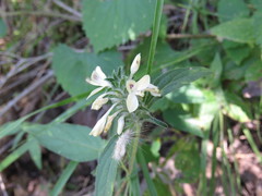 Tetramerium nervosum