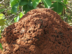 Tropidurus torquatus