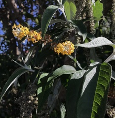 Buddleja madagascariensis