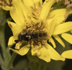 Allograpta hortensis