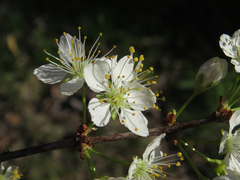 Prunus hortulana