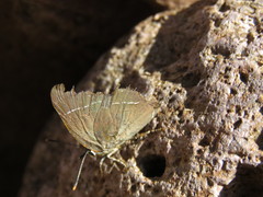 Parrhasius moctezuma