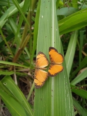 Tegosa anieta
