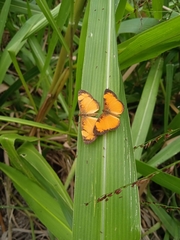 Tegosa anieta
