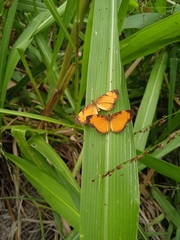 Tegosa anieta