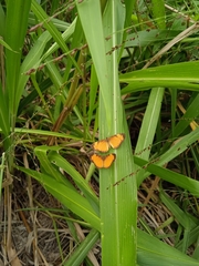 Tegosa anieta