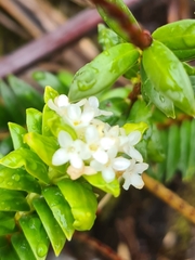 Pimelea gnidia