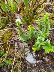 Pimelea gnidia