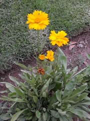 Asteraceae