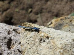 Argia lacrimans