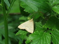 Hypena proboscidalis