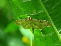 Anania lancealis