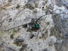 Callichroma holochlorum