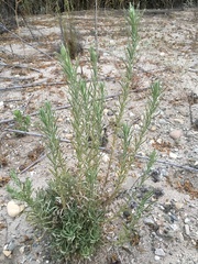 Pseudognaphalium leucocephalum