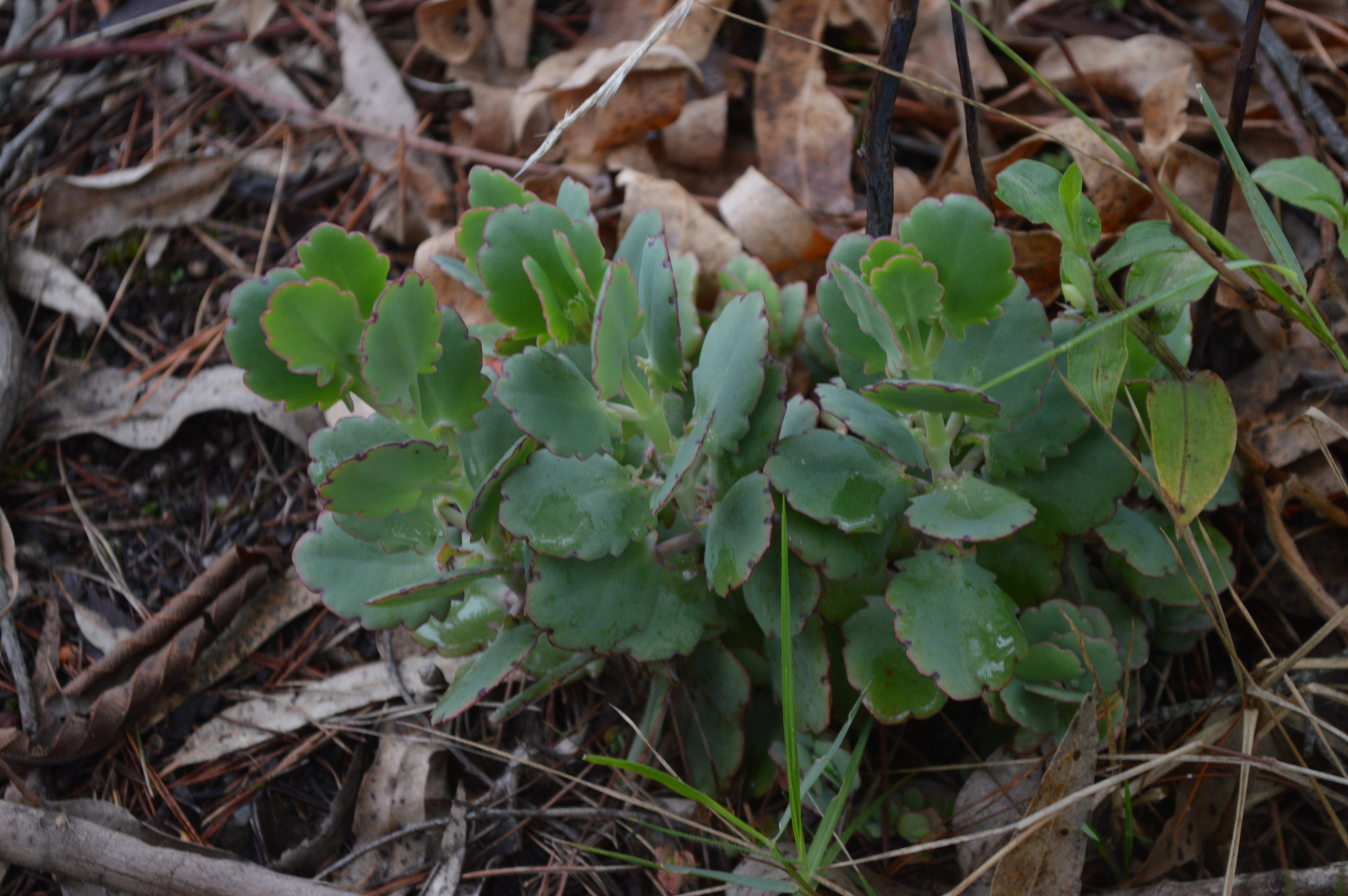 Kalanchoe laxiflora image