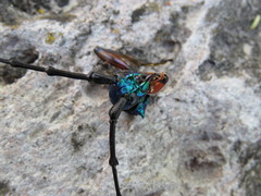 Callichroma holochlorum