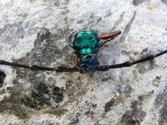 Callichroma holochlorum