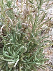 Pseudognaphalium leucocephalum