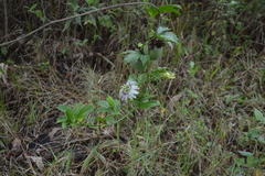 Image of Passiflora edulis