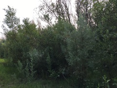 Salix exigua hindsiana