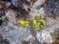 Dactylosiphon bullosus