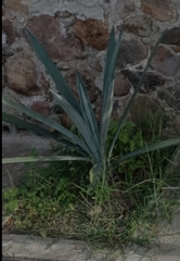 Agave tequilana