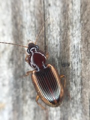 Agonum pallipes