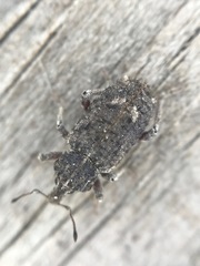 Listroderes difficilis