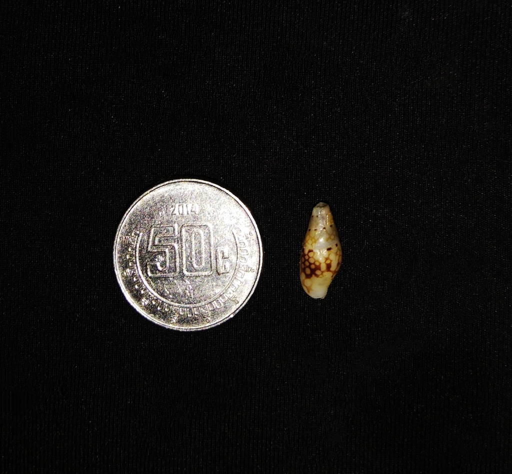 Mitrella guttata