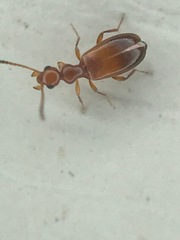 Ischyropalpus subtilissimus