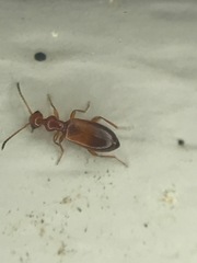 Ischyropalpus subtilissimus
