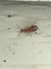 Ischyropalpus subtilissimus