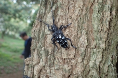 Anoplophora chinensis