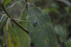 Asphaera albomarginata