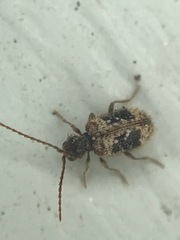 Ptinus texanus
