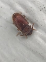 Cryptophagus setulosus