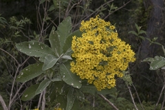 Acrisione cymosa
