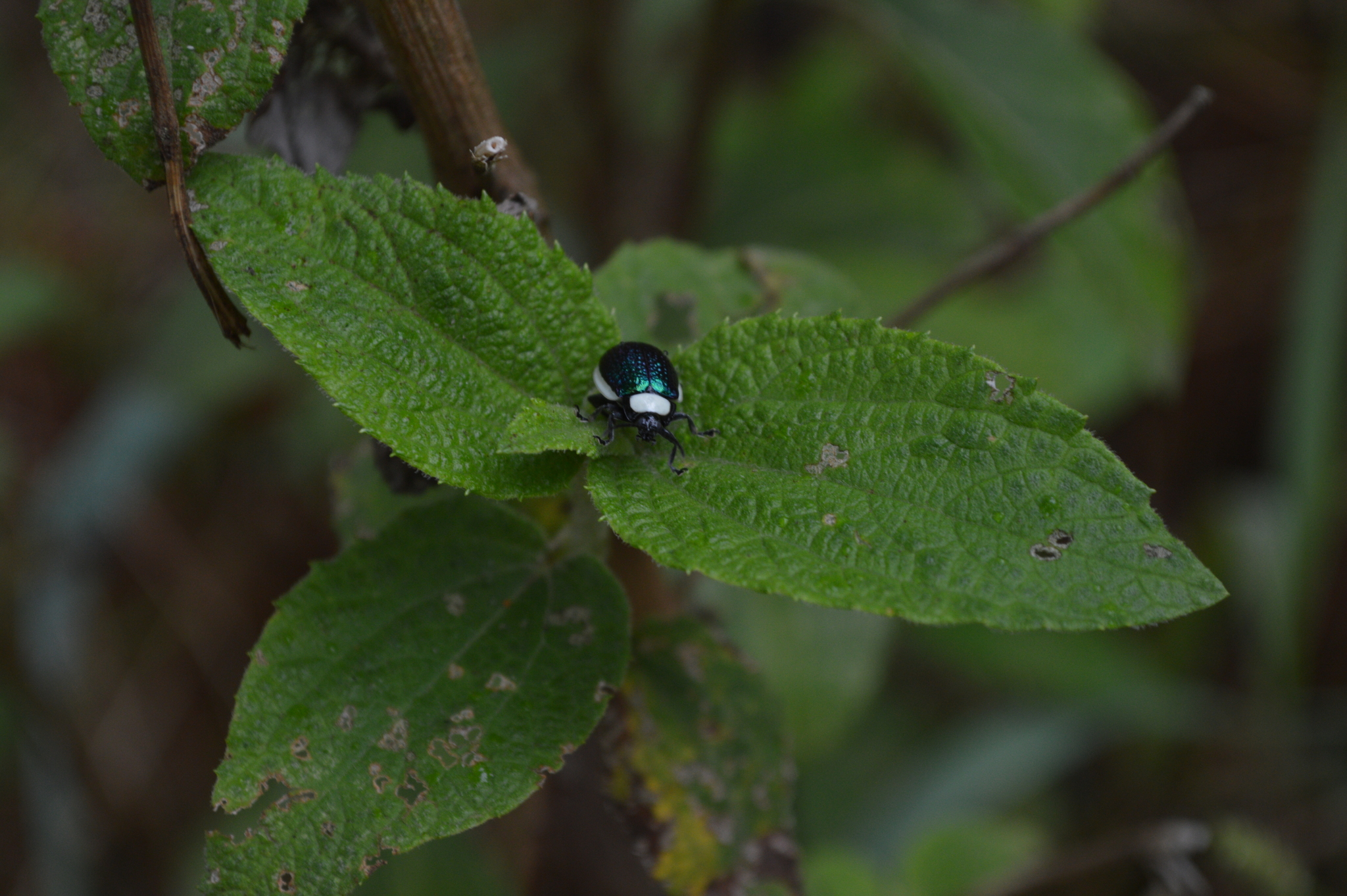 Chrysomelidae image