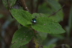 Asphaera albomarginata