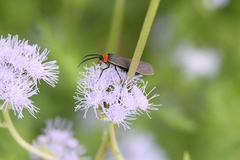 Cisseps fulvicollis