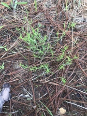 Polypremum procumbens