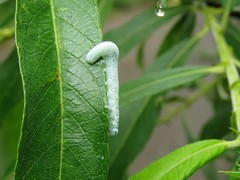 Pseudoclavellaria amerinae