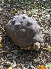 Chelonoidis carbonarius