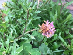 Alpaida variabilis