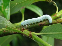 Pseudoclavellaria amerinae