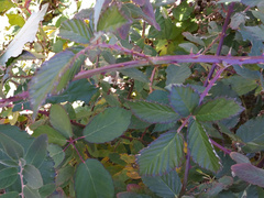 Rubus bifrons