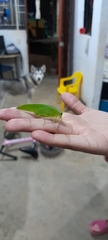 Ensifera
