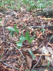 Polygonatum