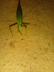 Ensifera